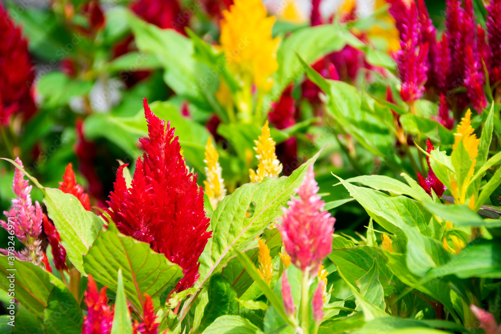 Amaranthus cruentus flower in outdoor garden, sunlight in noon, multi-colored plants. Amaranthus cruentus flower in outdoor garden, sunlight in noon, multi-colored plants.