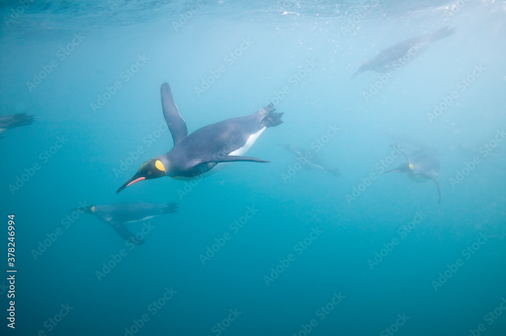 Fototapeta premium King Penguins Swimming Underwater, South Georgia Island, Antarctica