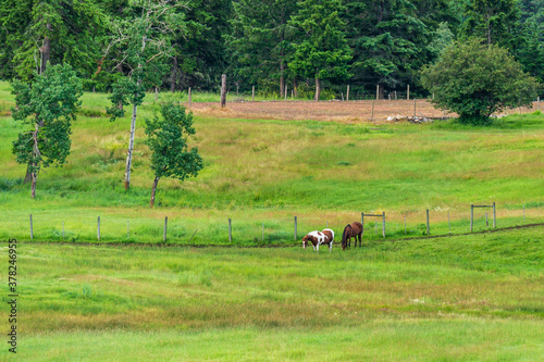 horses on a green meadow forest in the background