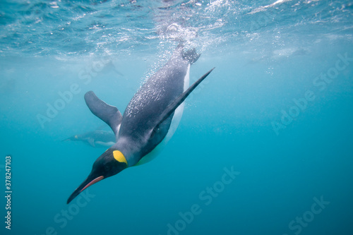 King Penguins Swimming Underwater, South Georgia Island, Antarctica photo