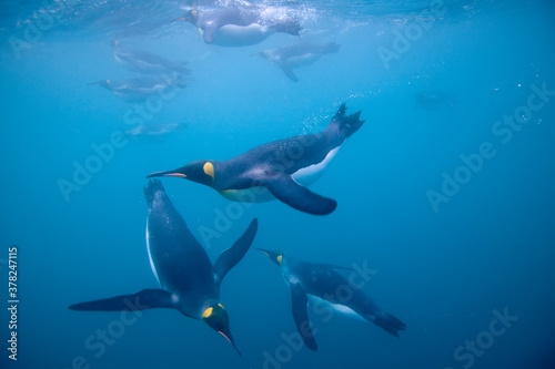King Penguins Swimming Underwater, South Georgia Island, Antarctica © Paul