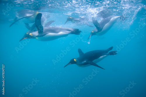 King Penguins Underwater, South Georgia Island, Antarctica © Paul