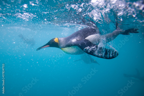 King Penguins Underwater, South Georgia Island, Antarctica