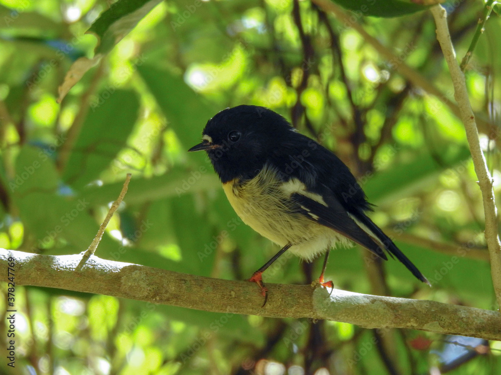 Obraz premium Tiny New Zealand tomtit