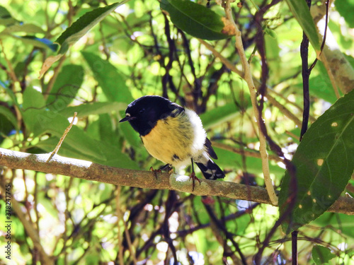 Canvas-taulu Tiny New Zealand tomtit