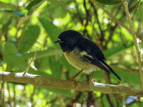 Tiny New Zealand tomtit photo