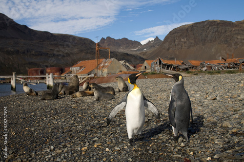 Abandoned Whaling Station, South Georgia Island, Antarctica photo