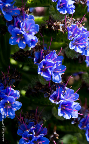 Stunning blue and pink spikes of echium fastuosum or Pride of Madeira open in early spring attracting bees to the home garden with a brilliant purple blue display of dainty rosette petals. 