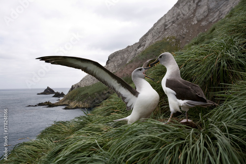 Gray-headed Albatross Courtship, South Georgia Island, Antarctica