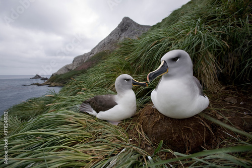 Gray-headed Albatross, South Georgia Island, Antarctica photo