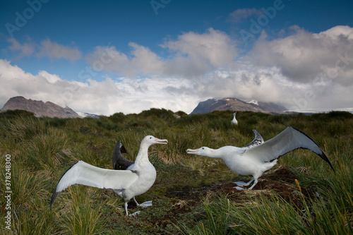 Wandering Albatross Courtship, South Georgia Island, Antarctica