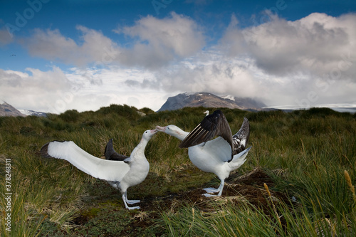 Obraz na plátně Wandering Albatross Courtship, South Georgia Island, Antarctica