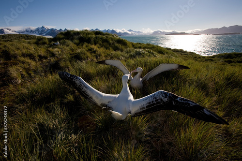 Foto Wandering Albatross Courtship, South Georgia Island, Antarctica