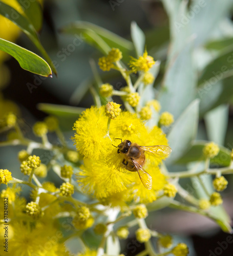 Soft bright yellow fragrant  fluffy  balls of a Cootsmundra  acacia species flowering in early winter adding color and fragrance to the Australian bush landscape attract honey bees to collect pollen.