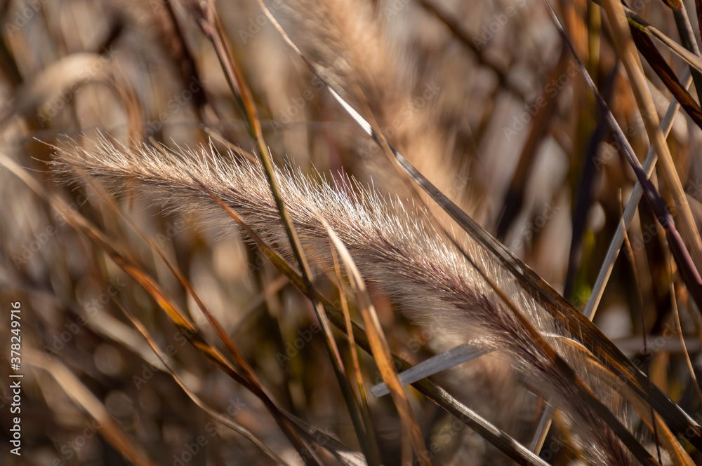 Pennisetum Rubrum fountain grass close-up plumes