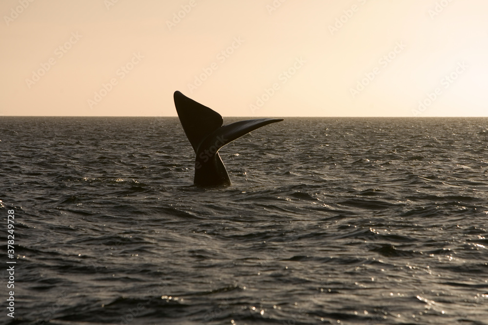 Naklejka premium Southern Right Whale, Peninsula Valdes, Patagonia