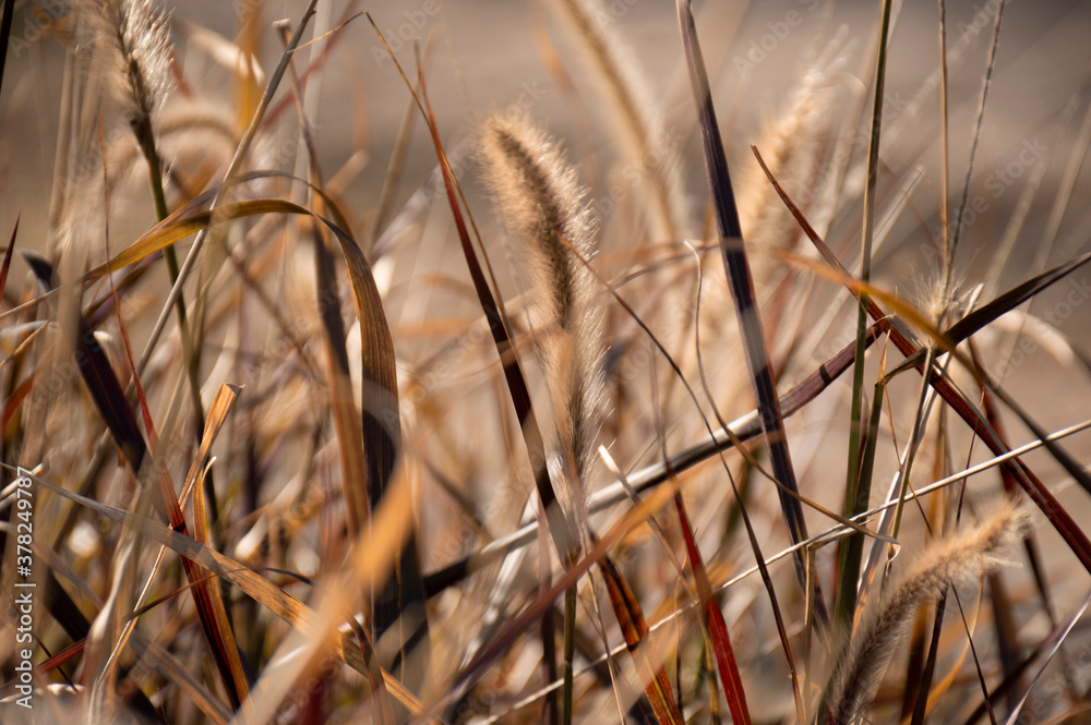 Pennisetum Rubrum fountain grass close-up plumes