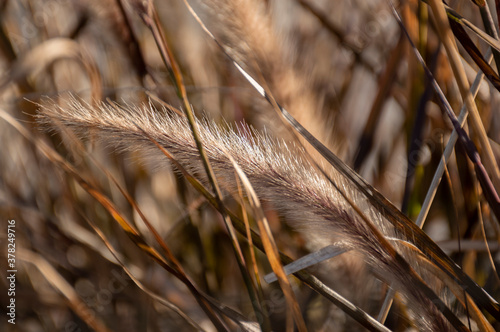 Obraz na płótnie Pennisetum Rubrum fountain grass close-up plumes w salonie