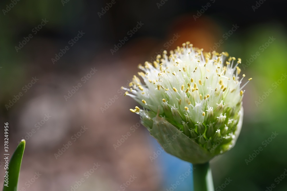 A close up shot of a cute white flower of spring onion in sunlight.