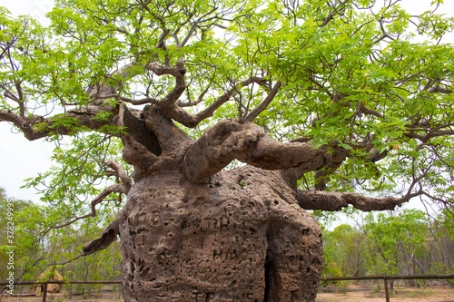 Slika na platnu Famous Boab Prison Tree,a large hollow Adansonia gregorii (Boab) tree just south of Derby, Western Australia reputed to have held indigenous prisoners a century ago is an iconic  tourist attraction