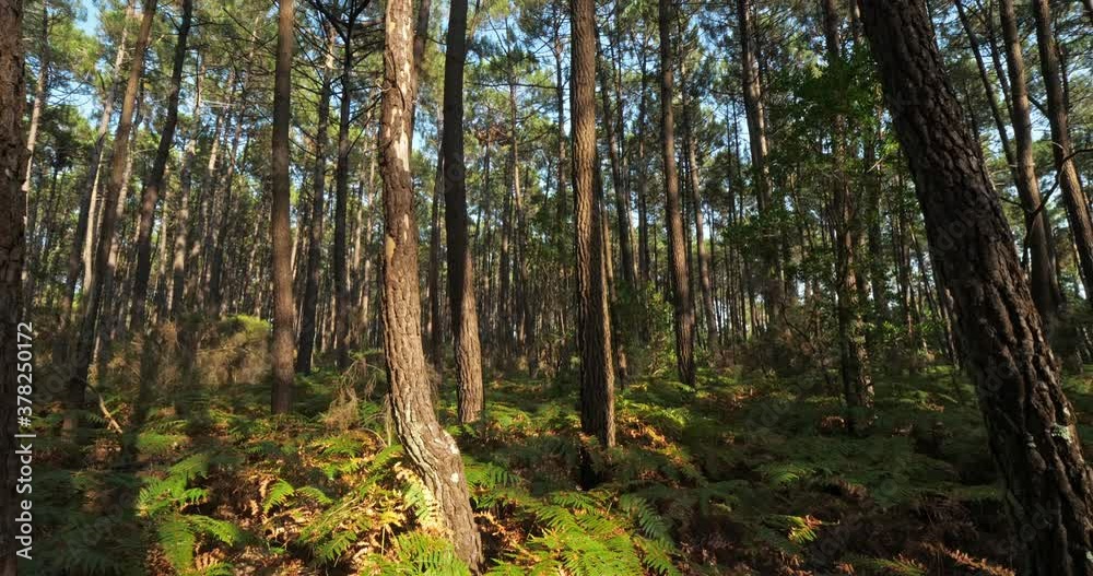 The Landes forest, Nouvelle Aquitaine, France. The Landes forest is the largest man-made woodland in Western Europe The Landes forest, Nouvelle Aquitaine, France. The Landes forest is the largest man-made woodland in Western Europe