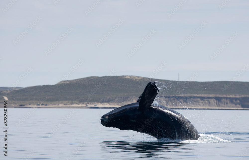 Obraz premium Southern Right Whale, Peninsula Valdes, Patagonia