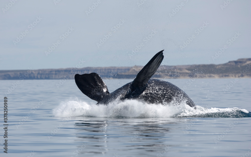 Fototapeta premium Southern Right Whale, Peninsula Valdes, Patagonia