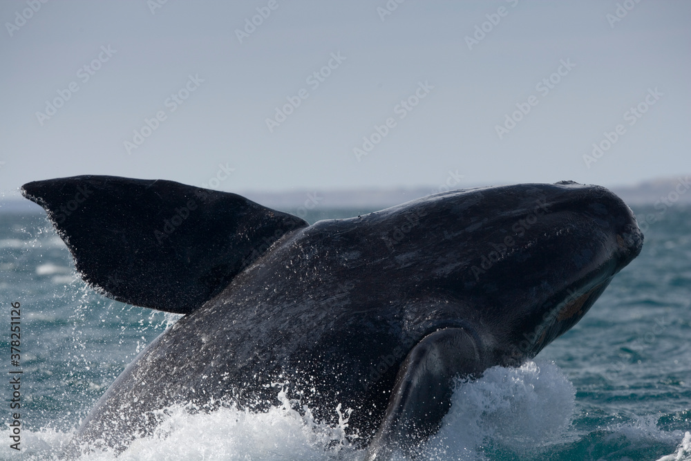 Fototapeta premium Southern Right Whale, Peninsula Valdes, Patagonia