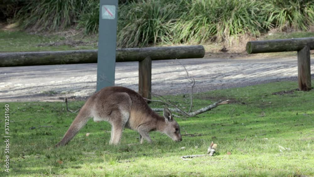 Young Grey Kangaroo eats grass at Cave Beach Park in Jervis Bay Australia, Stable handheld shot Young Grey Kangaroo eats grass at Cave Beach Park in Jervis Bay Australia, Stable handheld shot