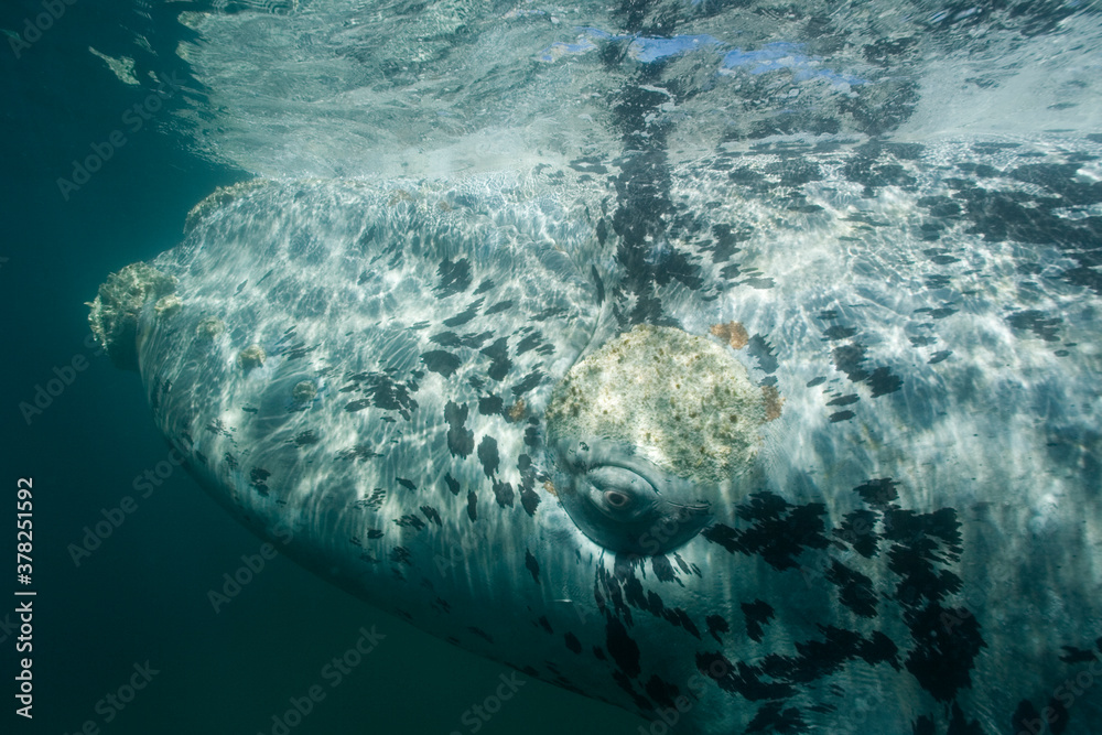 Naklejka premium Southern Right Whale, Peninsula Valdes, Patagonia