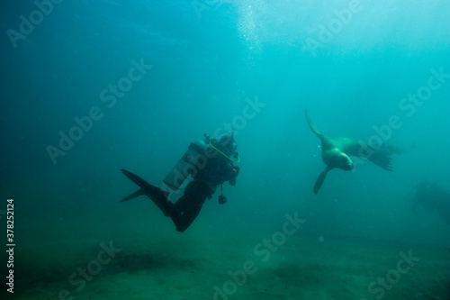 Scuba Diver and Southern Sea Lions, Patagonia