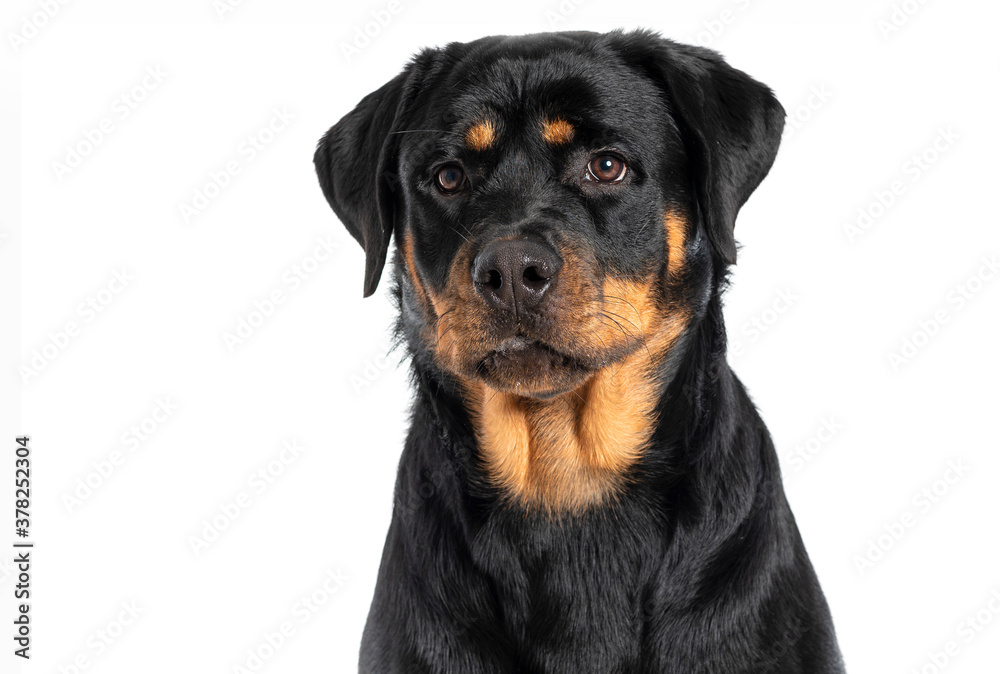 black dog face isolated on white background