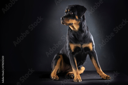 dog rottweiler sitting down on black background
