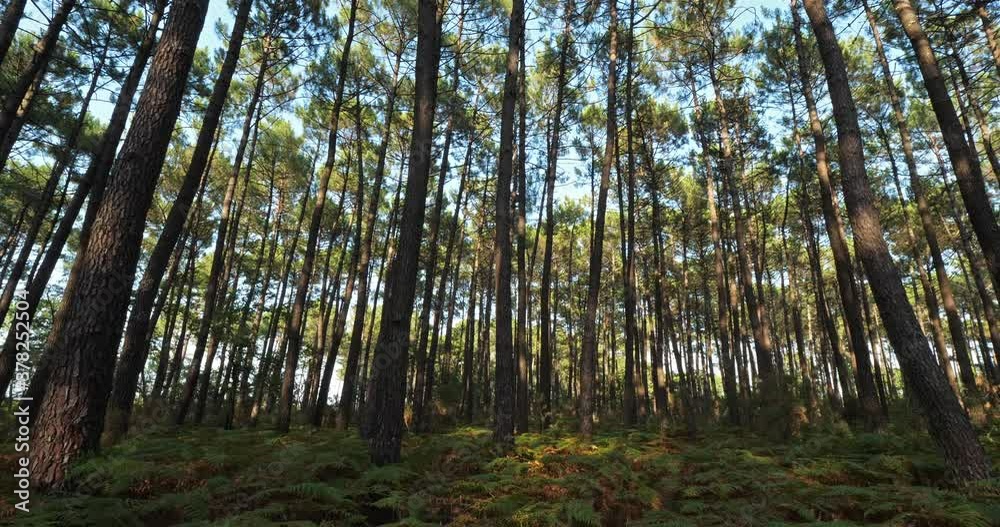 The Landes forest, Nouvelle Aquitaine, France. The Landes forest is the largest man-made woodland in Western Europe The Landes forest, Nouvelle Aquitaine, France. The Landes forest is the largest man-made woodland in Western Europe
