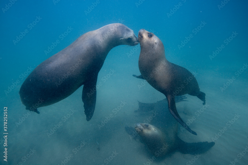 Fototapeta premium Southern Sea Lions, Patagonia
