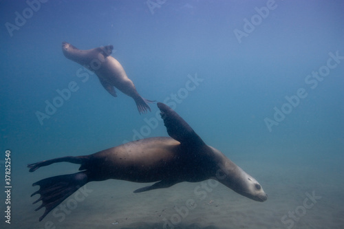 Southern Sea Lions, Patagonia © Paul