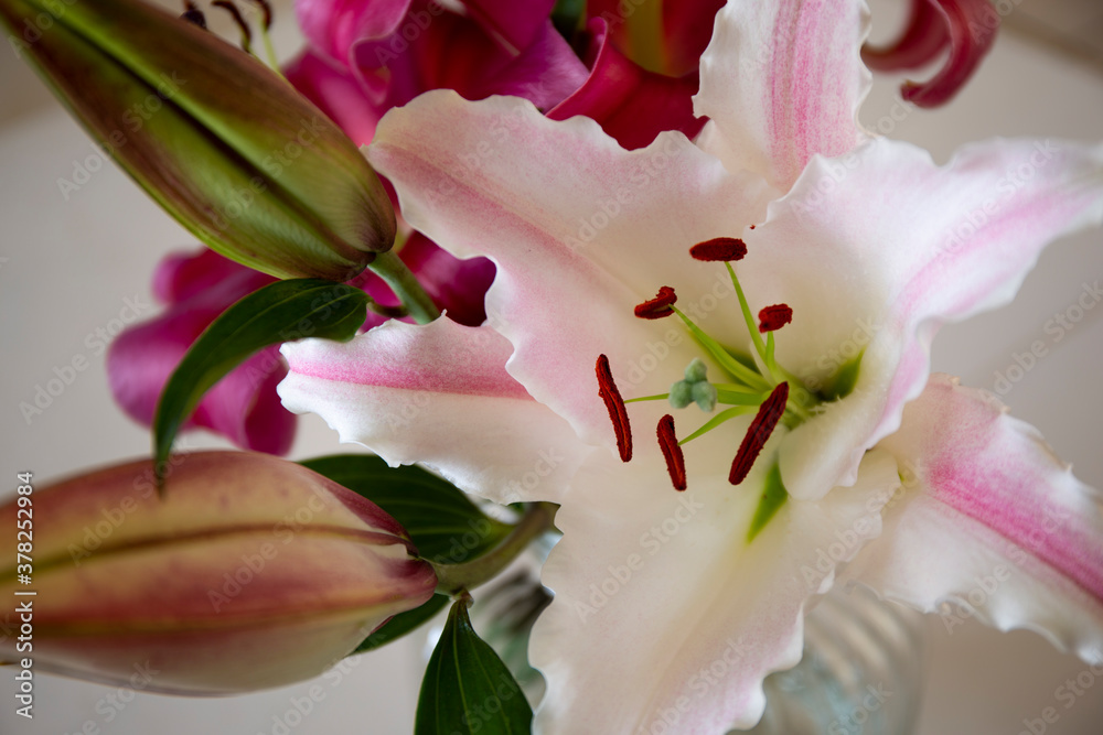 Obraz premium Pink lilies