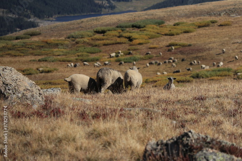 sheep grazing in the mountains