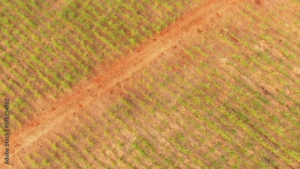 Sugar cane plantation sunset aerial