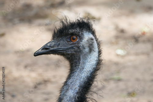 close up of an emu head, The emu is the second-largest living bird by height, after its ratite relative, the ostrich ,Portrait of Australian Emu