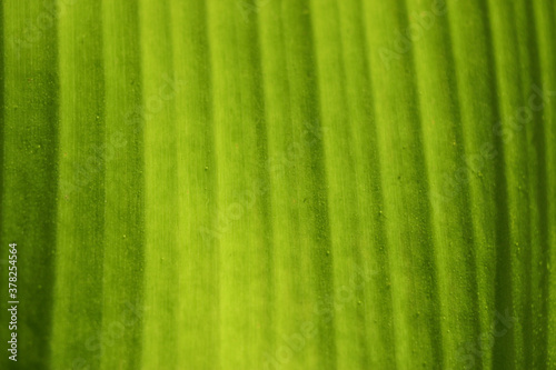 fresh green Leaf texture background of banana