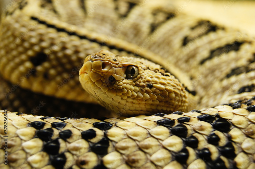 serpiente serpiente