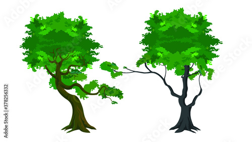 green tree isolated on white
