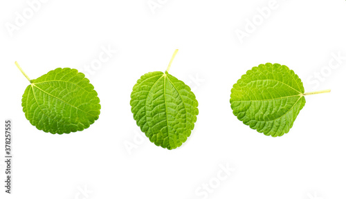 Set of mint leaves on white background.