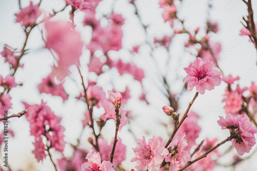 Garden peach tree with pink flowers