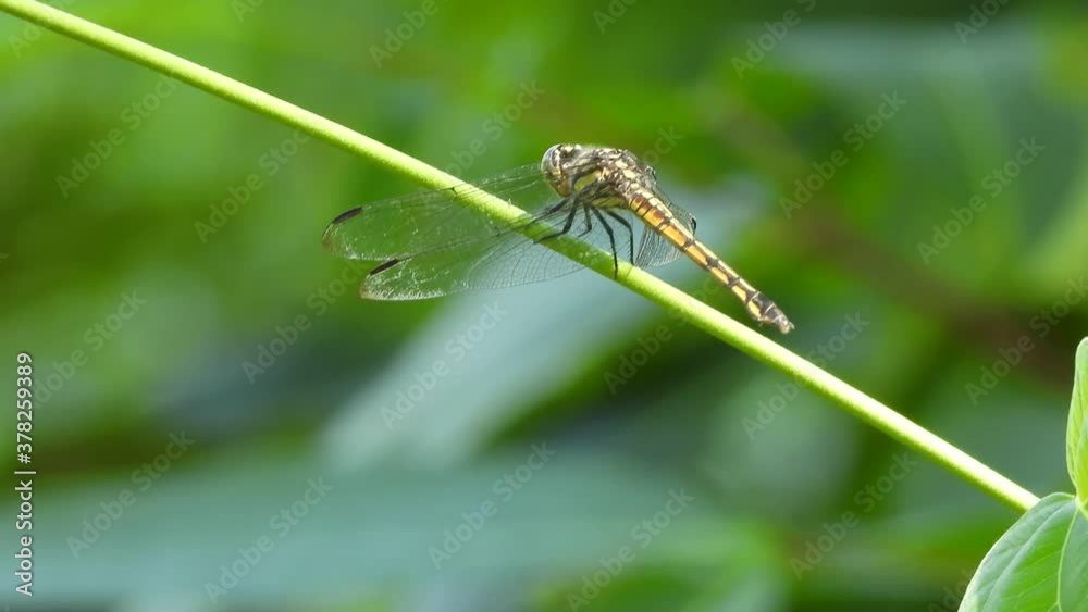 dragonfly UHD MP4 4k video ... dragonfly UHD MP4 4k video ...