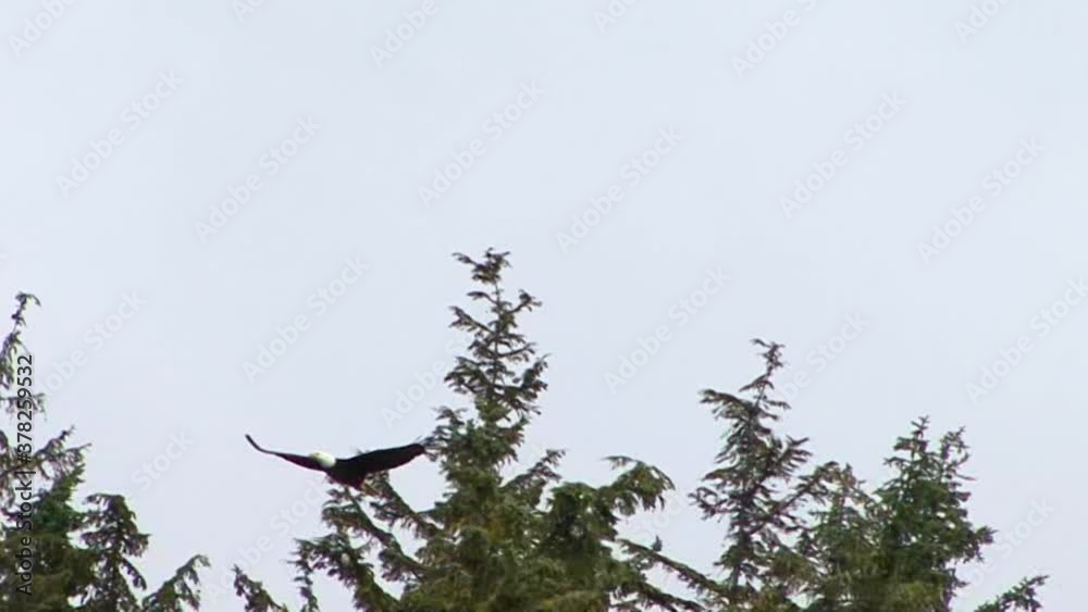 Bald eagle flying in Alaska over the pines. Bald eagle flying in Alaska over the pines.