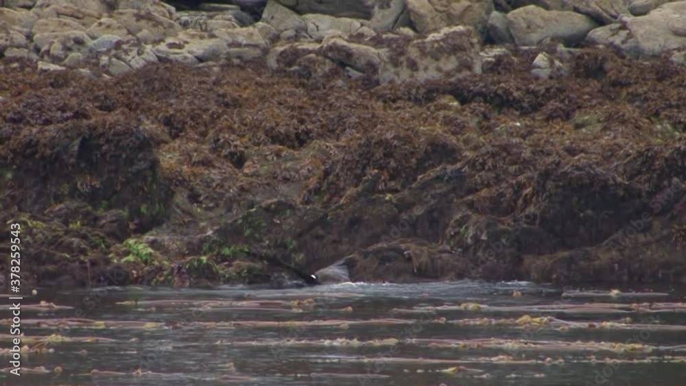 Bald eagle falls in the ocean water while he was fishing.Bald eagle, swims back to the shore and exits with a big fish in his claw. Bald eagle falls in the ocean water while he was fishing.Bald eagle, swims back to the shore and exits with a big fish in his claw.