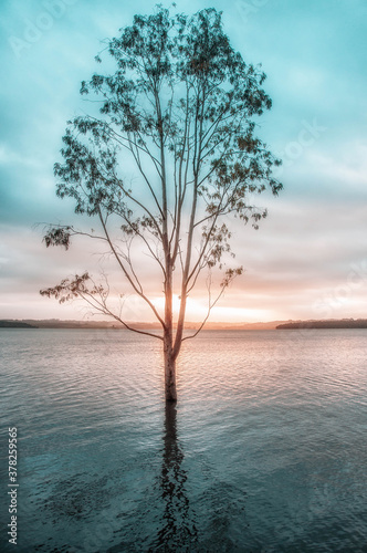 tree on the shore of lake © Ricardo