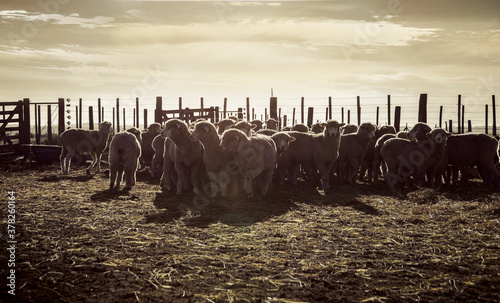 Rebaño de ovejas en un corral en la provincia de Buenos Aires photo